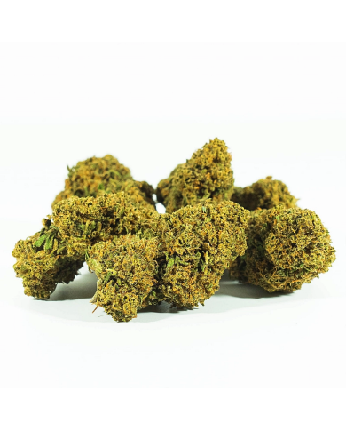 Flores GELATO 33 Cbd Only Cbd Flores GELATO 33 Cbd Only Cbd