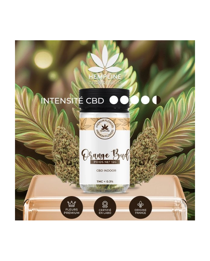 Flores ORANGE BUDS 12Gr. Cbd Hempline Flores ORANGE BUDS 12Gr. Cbd Hempline
