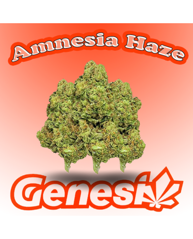 Flores AMNESIA HAZE Cbd Genesi