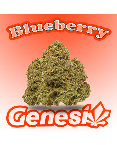 Flores BLUEBERRY Cbd Genesi