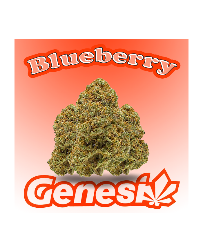 Flores BLUEBERRY Cbd Genesi