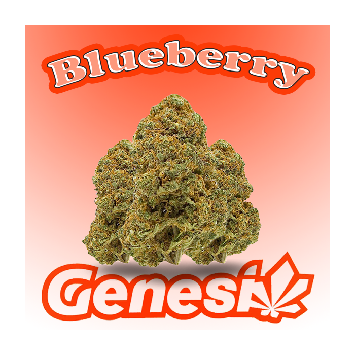 Flores BLUEBERRY Cbd Genesi