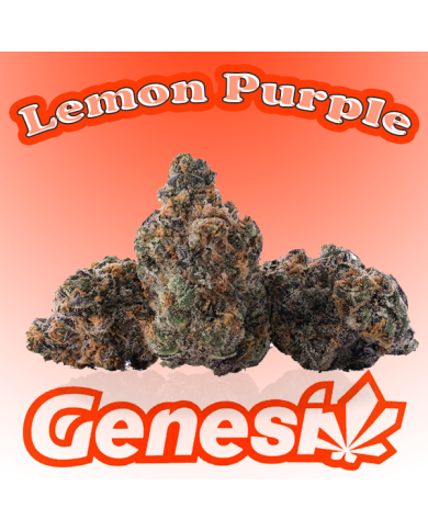 Flores LEMON PURPLE Cbd Genesi