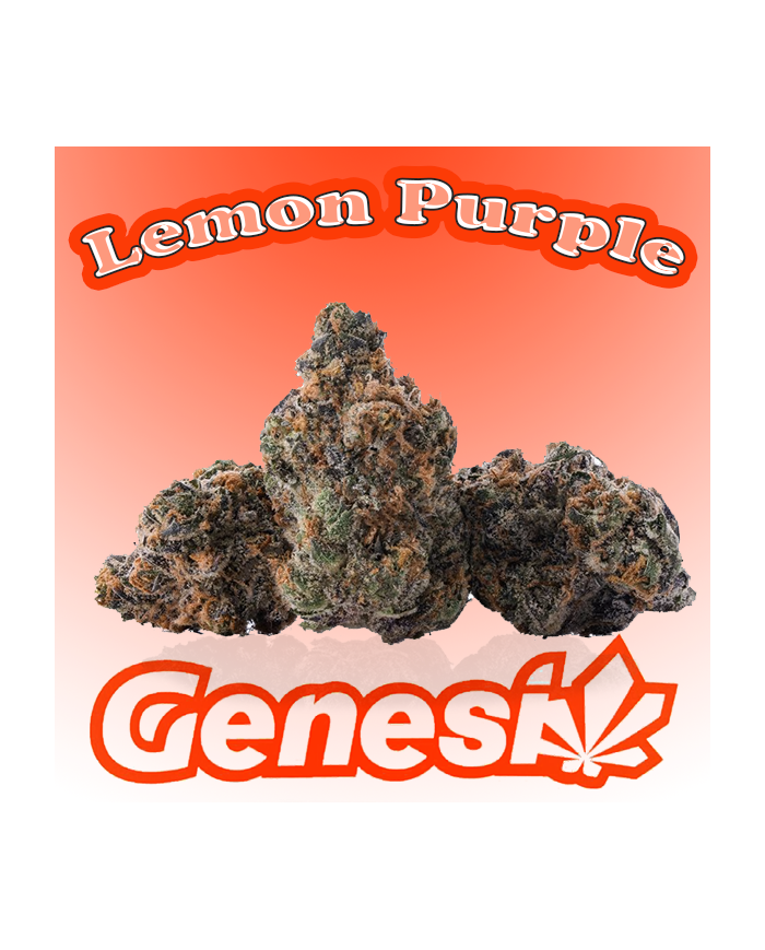 Flores LEMON PURPLE Cbd Genesi