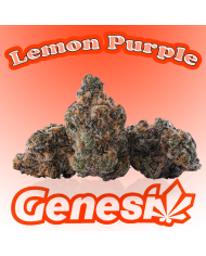 Flores LEMON PURPLE Cbd Genesi