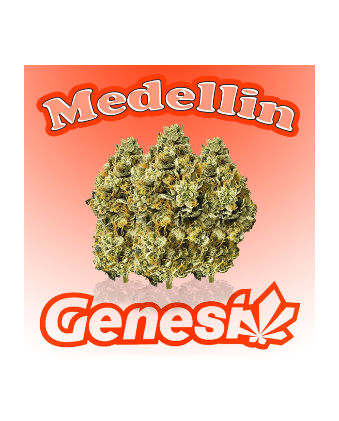 Flores MEDELLIN Cbd Genesi