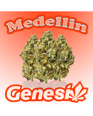 Flores SMALL BUDS INDOOR 10Gr. Cbd Genesi
