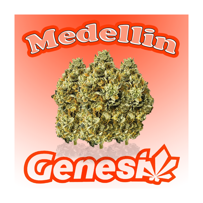 Flores MEDELLIN Cbd Genesi