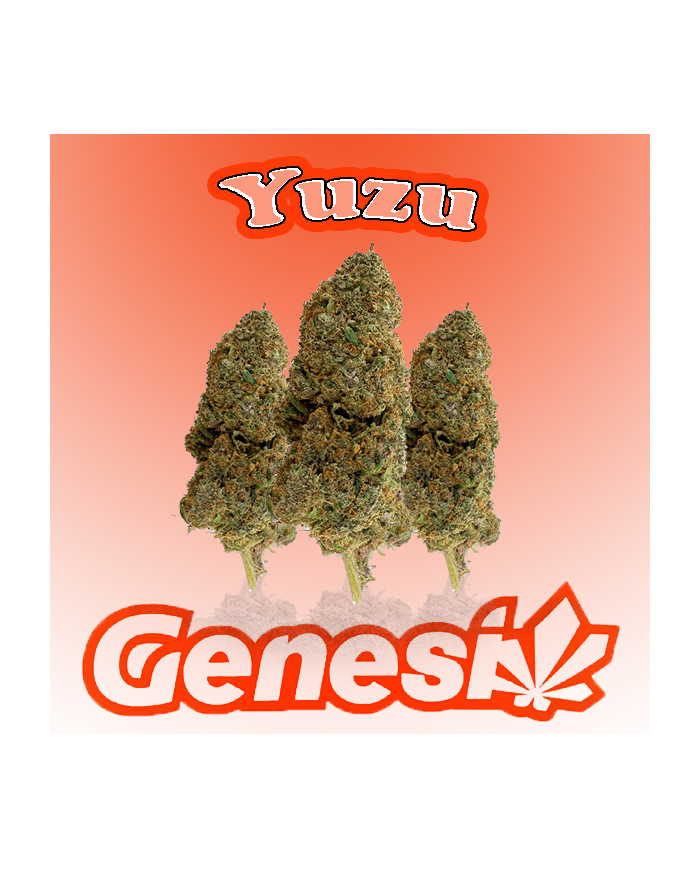 Flores YUZU Cbd Genesi