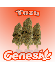 Flores PINEAPPLE CHUNK Cbd Genesi