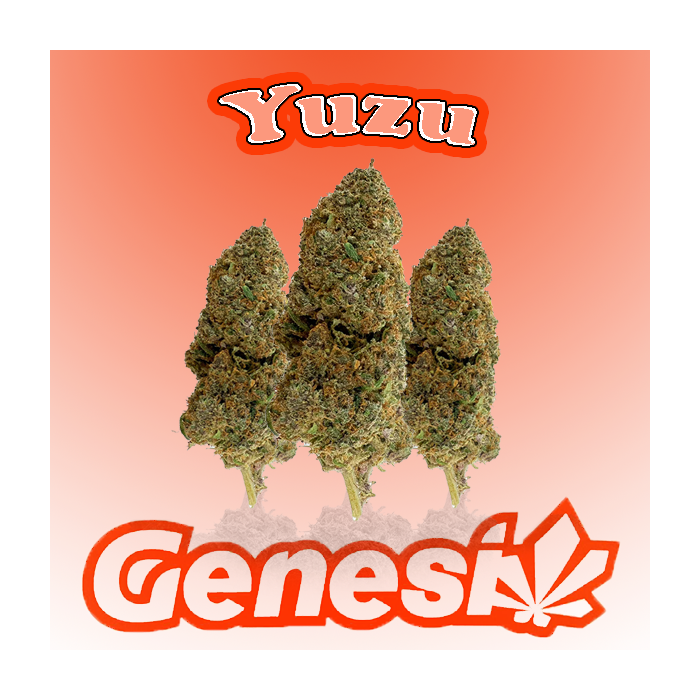 Flores YUZU Cbd Genesi