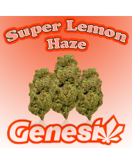 Flores SUPER LEMON HAZE Cbd Genesi